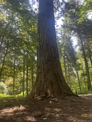 5 Zimmer Haus mit 142 m² in Oberursel (Taunus) – Bild 8
