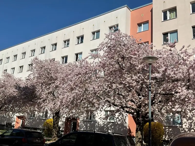 3 Zimmer Wohnung mit 57 m² in Dresden – Bild 3