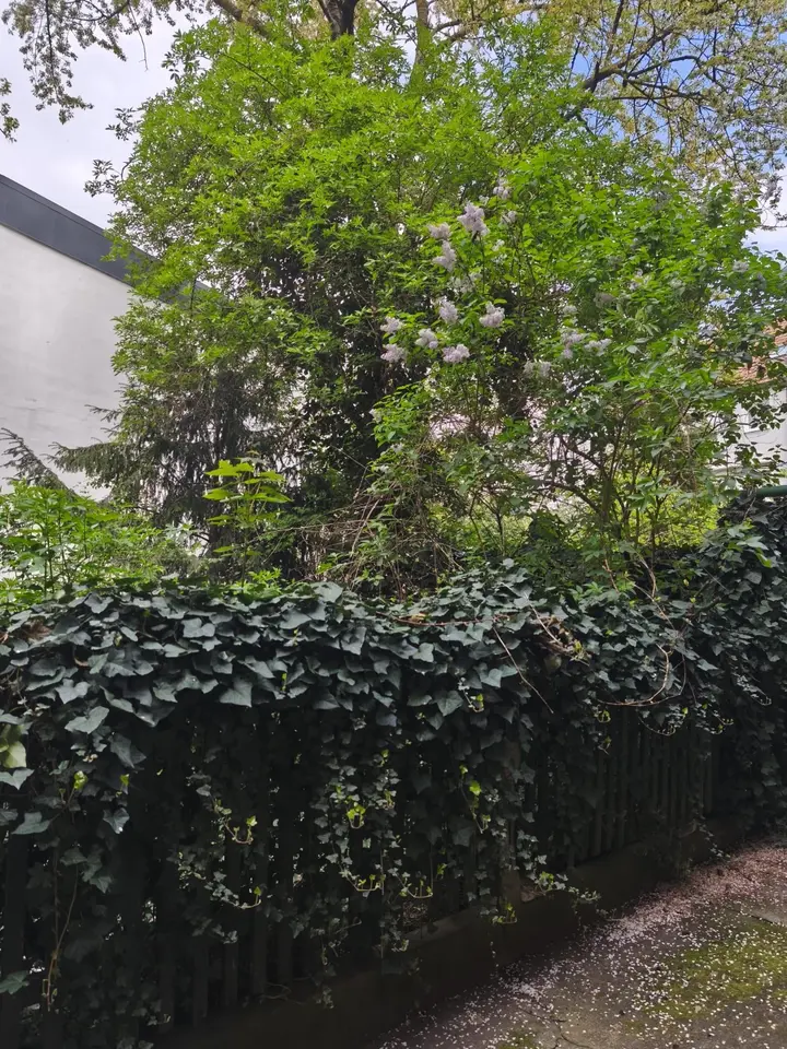 Studio mit 31 m² in Mannheim – Bild 4